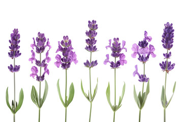 Set lavender flowers group isolated on white or transparent background 
