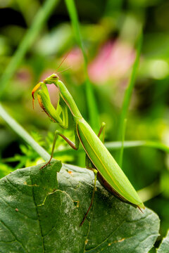 modliszka zwyczajna w ogrodzie