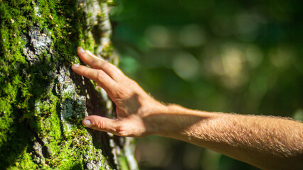 A man's hand touch the tree trunk close-up. Bark wood. Caring for the environment. The ecology...