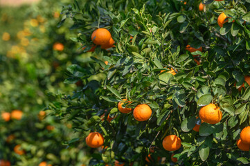 juicy oranges on tree branches in Cyprus 2