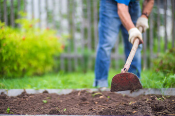 Farmer cultivating land in the garden with hand tools. Soil loosening. Gardening concept....