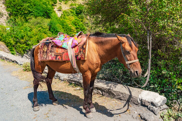 Young horse in the yard
