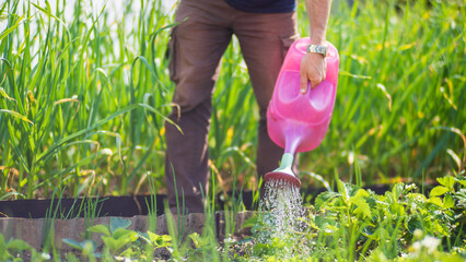 Watering vegetable plants on a plantation in the summer heat with a watering can. Gardening...