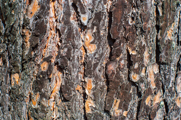 Relief texture of tree old bark close-up in the forest. Natural beautiful abstract wood pattern surface for wallpapers and backgrounds
