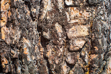 Relief texture of tree old bark close-up in the forest. Natural beautiful abstract wood pattern...