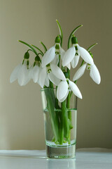 Beautiful delicate white snowdrops flowers in small glass vase