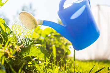 Watering vegetable plants on a plantation in the summer heat with a watering can close-up....