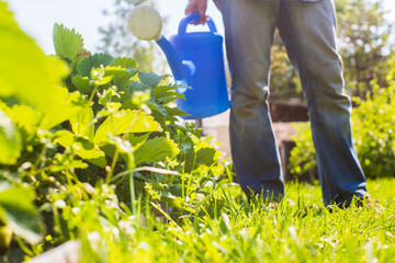 A farmer with a garden watering can is watering vegetable plants in summer. Gardening concept....