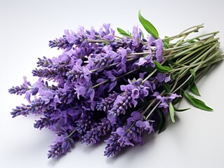 Fresh lavendulan flower on the white background