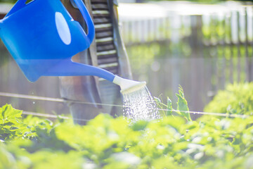 A farmer with a garden watering can is watering vegetable plants in summer. Gardening concept. Agriculture plants growing in bed row
