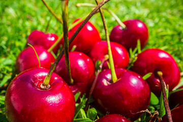 Close-up view of cherries harvest lying on green grass in garden. The concept of healthy food, vitamins, agriculture, market, cherry sale