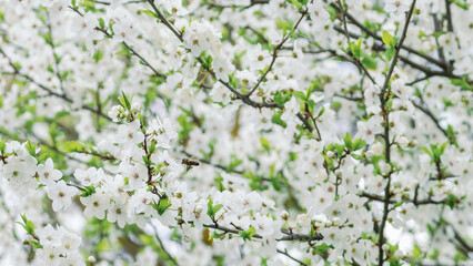A branch of a flowering tree. Close up of beautiful white flowers of a fruit tree on a blurred background on a sunny spring day, selective focus. Spring background with blooming tree.
