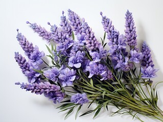 Fresh lavendulan flower on the white background