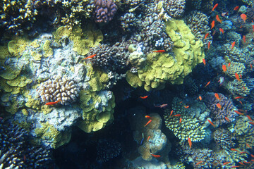 Naklejka na ściany i meble Red sea coral reef diving background. Underwater world scuba dive experience. Small little orange fish shoal colorful texture. Water ecosystem. Exotic vacation attraction. Diving background.