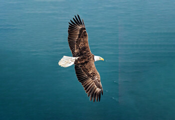 top view of eagle flying above the ocean