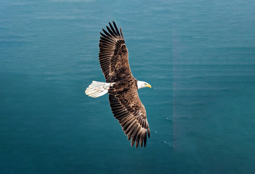 top view of eagle flying above the ocean