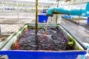 Storage bin for nutrition solution of Hydroponic system, water with nutrient solution in old...