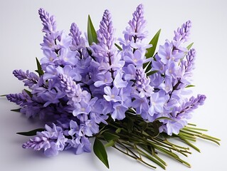 Fresh lavendulan flower on the white background