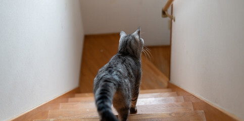 階段を下りる猫の後ろ姿　サバトラ猫 - obrazy, fototapety, plakaty
