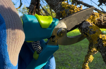 Pruning tree with clippers on backyard in village. Cut branch use branch cutter. Cutting branches...
