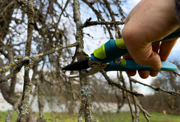 Cutting branches on apple tree use Garden pruning shears. Pruning tree with clippers on backyard in...
