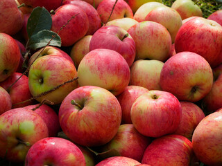 Harvest of fresh red apples. Colorful ripe apples lie in a large pile on the ground in the garden.