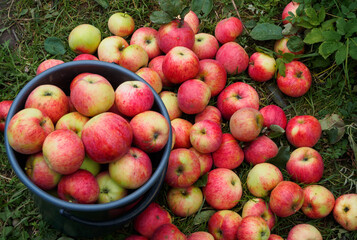 Harvest of fresh red apples. Colorful ripe apples lie in a large pile on the ground in the garden.