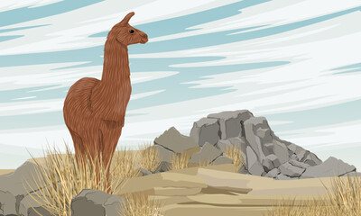 Brown llama standing in a rocky steppe with dry grass and stones. Vector realistic landscape