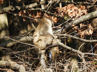 白神山地のニホンザル