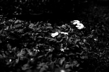 black and white green leaves on background,Group of yellow sun flower next to the road,Field of orange petals of Opium poppy flower blooming on blurry green leaves under sunlight evening - obrazy, fototapety, plakaty