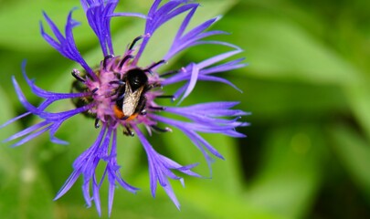 A large striped bumblebee sits on a blue flower of a decorative cornflower on a green background with a free background for text insertion. The concept of a spring screensaver or banner