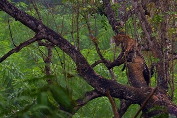 The Indian leopard (Panthera pardus fusca), a large male in a tropical deciduous forest. A large leopard on a tree branch in the middle of the jungle. A leopard climbs a tree in a green jungle.