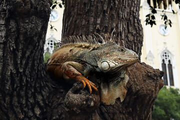 The green iguana (Iguana iguana), also known as the American or the common green iguana sitting on a tree in a city park. A large lizard on a tree with a temple in the background.