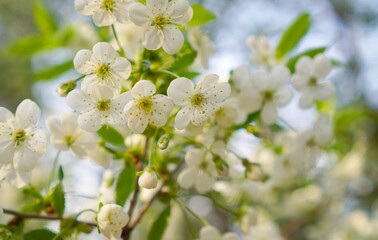 a cherry branch with white flowers on a background of blue sky and green young leaves in the garden in spring