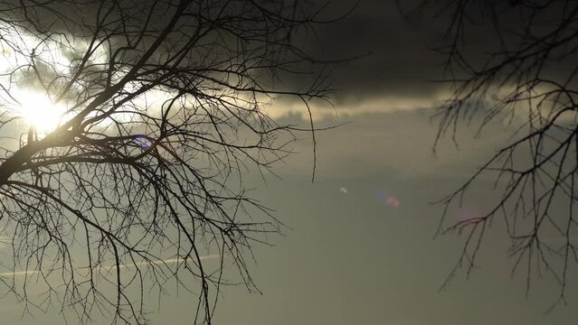 Branches of dry tree and sundowning