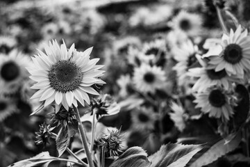 black and  white Helianthus Annuus are yellow, the petals are large, the pistils are and yellow....