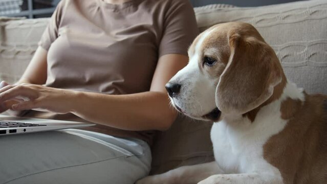 Midsection shot of woman typing on laptop in living room on couch. Lateral view of brown and white Beagle dog sitting beside in foreground, blinking. Cropped image, daytime