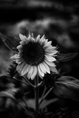black and  white Helianthus Annuus are yellow, the petals are large, the pistils are and yellow....