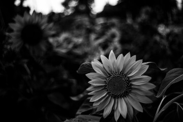 black and  white Helianthus Annuus are yellow, the petals are large, the pistils are and yellow. 
Close-up of Helianthus Annuus field against sky,
Close-up of sunflowers or Helianthus Annuus on land
