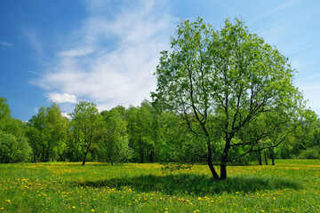 spring, summer nature background with yellow dandelions flowers, trees and blue sky. Beautiful...