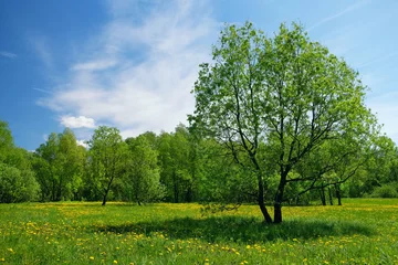 Poster spring, summer nature background with yellow dandelions flowers, trees and blue sky. Beautiful pastoral landscape with green tree on floral meadow. © Ju_see