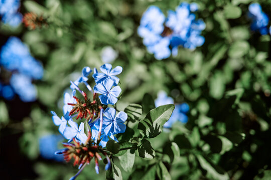 Plumbago auriculata plant with blue blooming flowers.