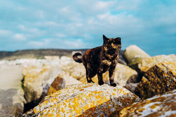 Cute  kitty cat walking on the rock.