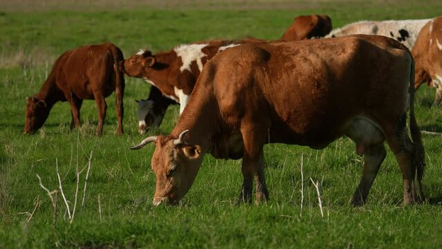 Close up of Stud Beef bulls and cows grazing on grass in a field, in Australia. eating hay and silage. breeds include speckle park, murray grey, angus, brangus and wagyu and hereford.