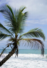 Palm tree over the sea, Costa Rica 