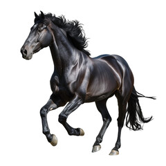 black horse isolated on transparent background