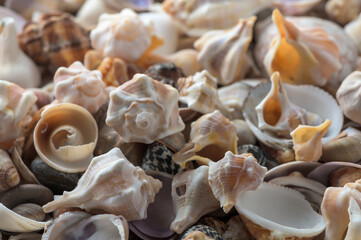 Mediterranean shells collected on the beach in Cyprus 8