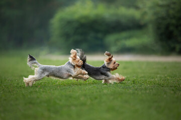 A Yorkshire Terrier sprinting across a field, a picture of agility and play. This active dog...