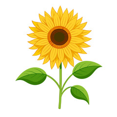 Sunflower vector isolated. 