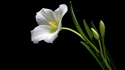 A white flower with green leaves on a white background.